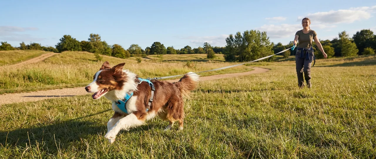 Outdoor dog walking gear for trails and daily control